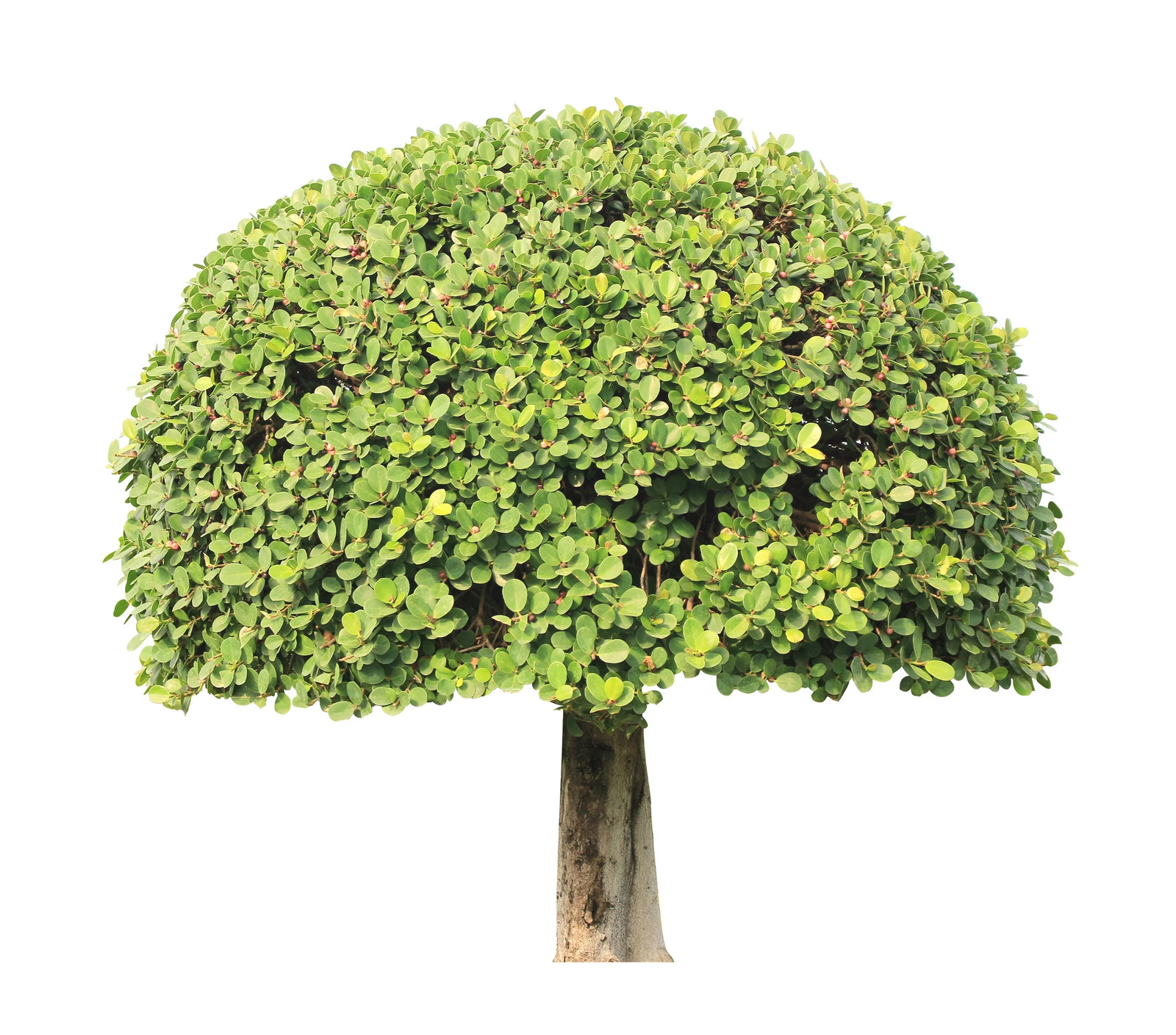 40 LITTLELEAF BOXWOOD Korean Buxus Microphylla Koreana Shrub Seeds