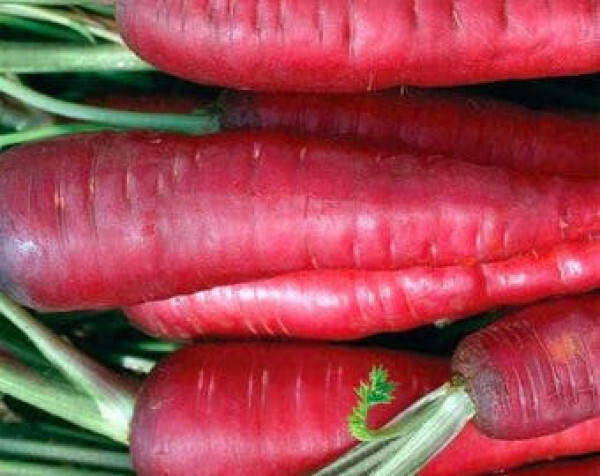 135 SEEDS – carrot – ATOMIC RED – GroCo* USA – BUY ANY 15 – SHIPS FREE!!!!