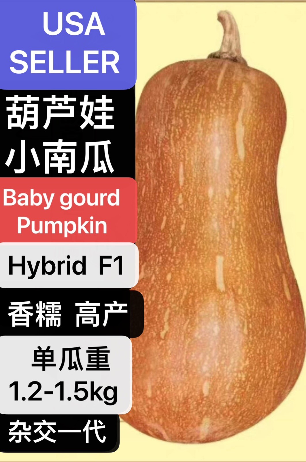 10PCs baby gourd pumpkin Huluwa Pumpkin seeds 10粒葫芦娃小南瓜种子 2023年产新种