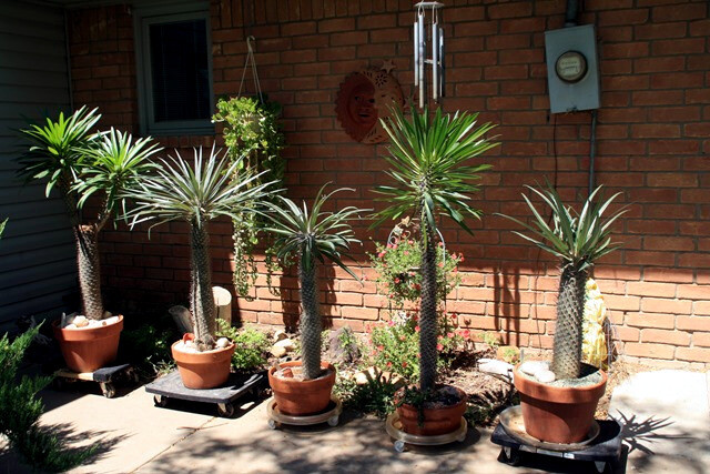 RARE (Pachypodium geayi) MADAGASCAR PALM TREE SEEDS Succulent Cacti Cactus Plant