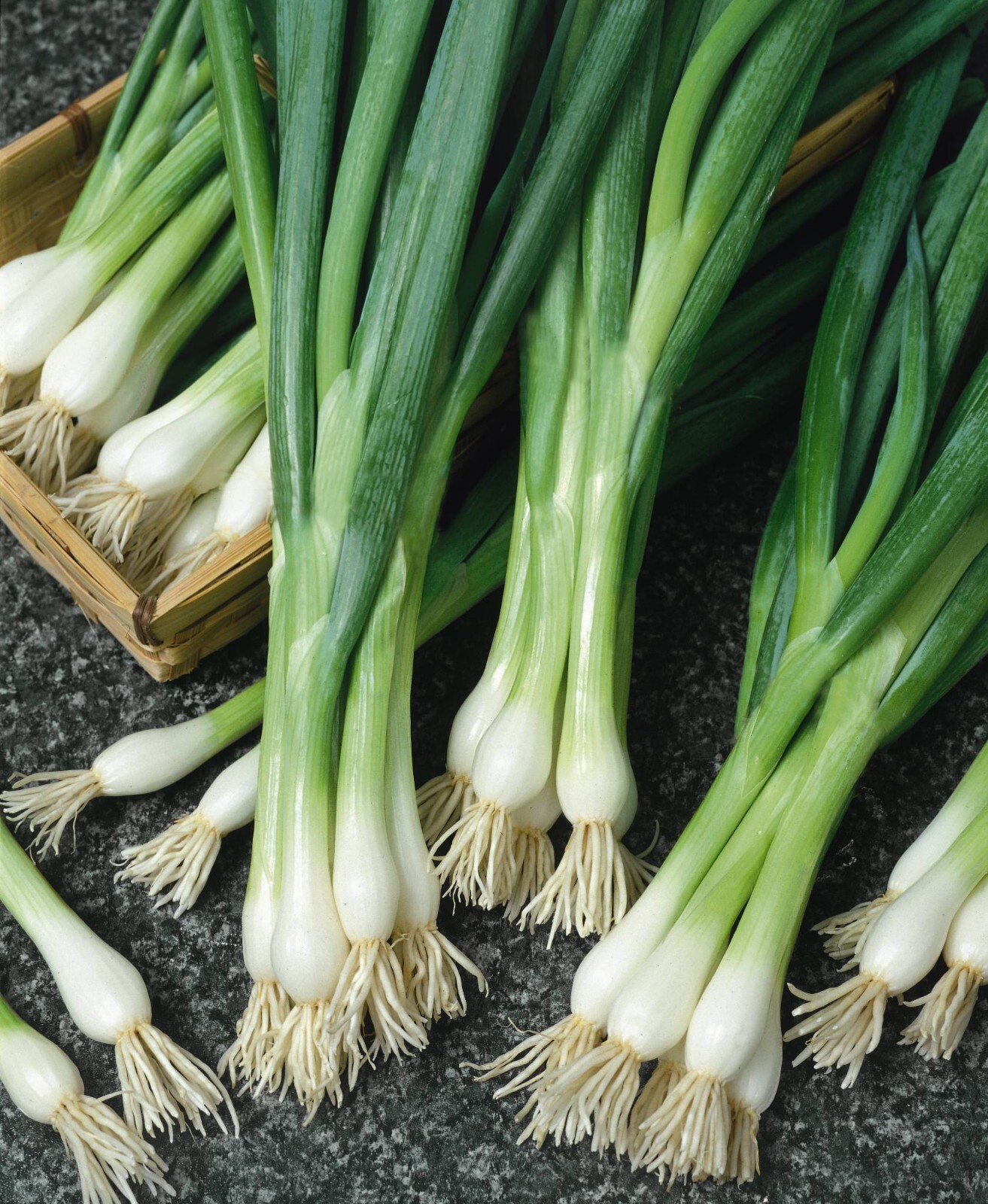 500+ White Lisbon Onion Seeds – Scallion / Bunching – Non-GMO – Heirloom – FRESH