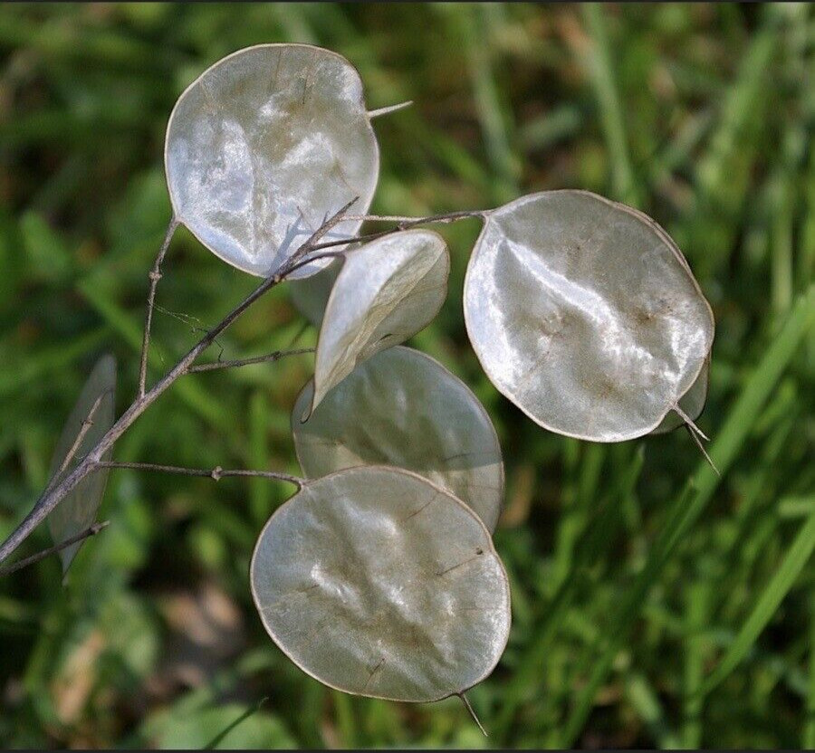 Lunaria Annua / Money Plant / Silver Dollar – Decorative Purple Flower 20 Seeds