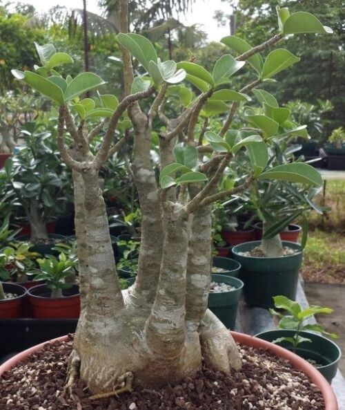 Adenium Arabicum ‘Yemen’, 25 seeds