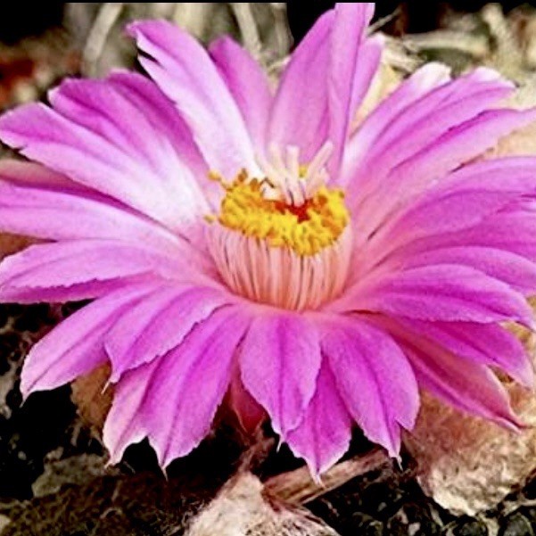 (10) Pack RARE SEEDS Ariocarpus Lloydii cv. “Reizan” Japan Cultivar US SELLER