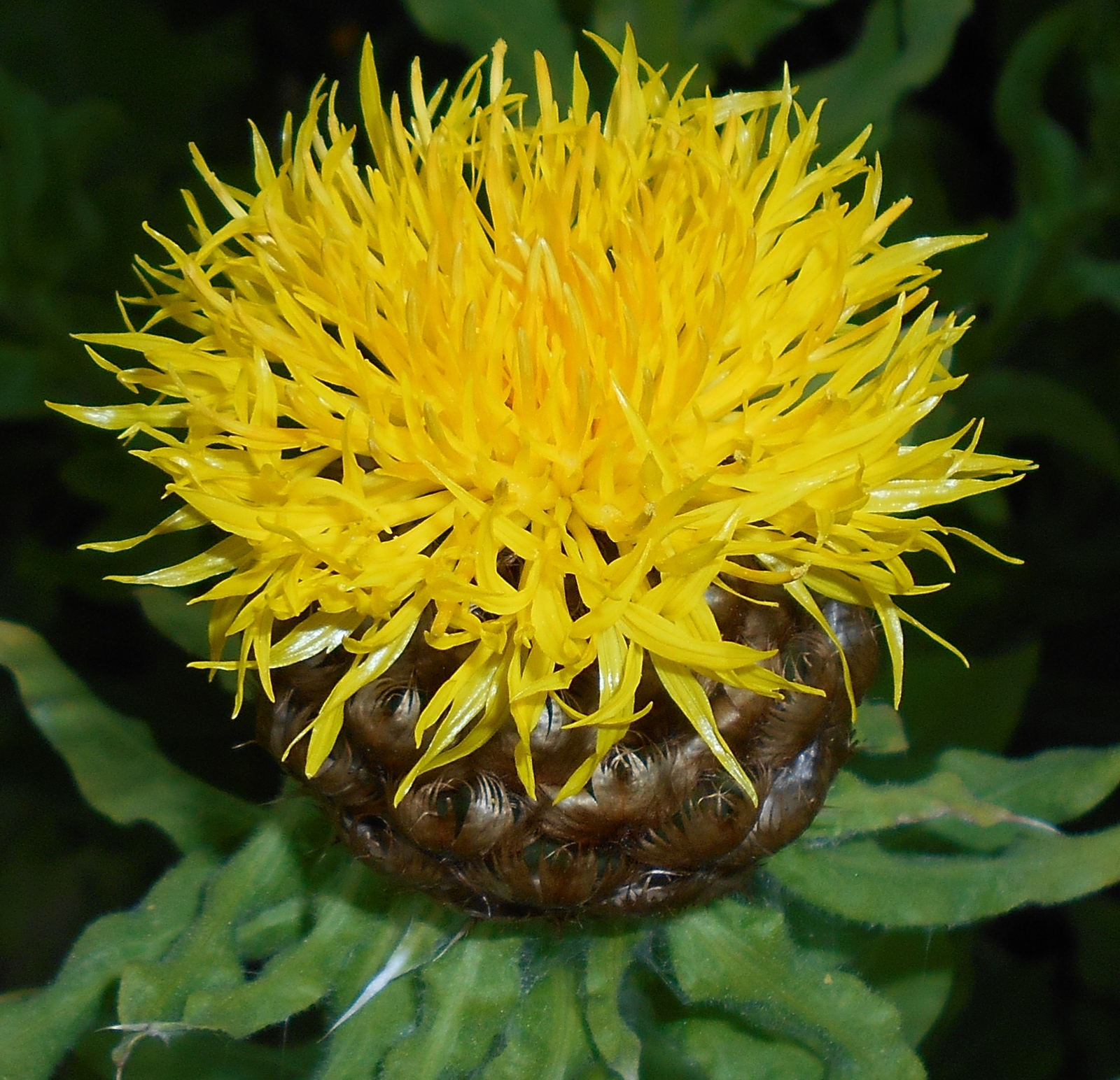 100 YELLOW CORNFLOWER Seeds (Centaurea macrocephala) | NON-GMO | Free shipping