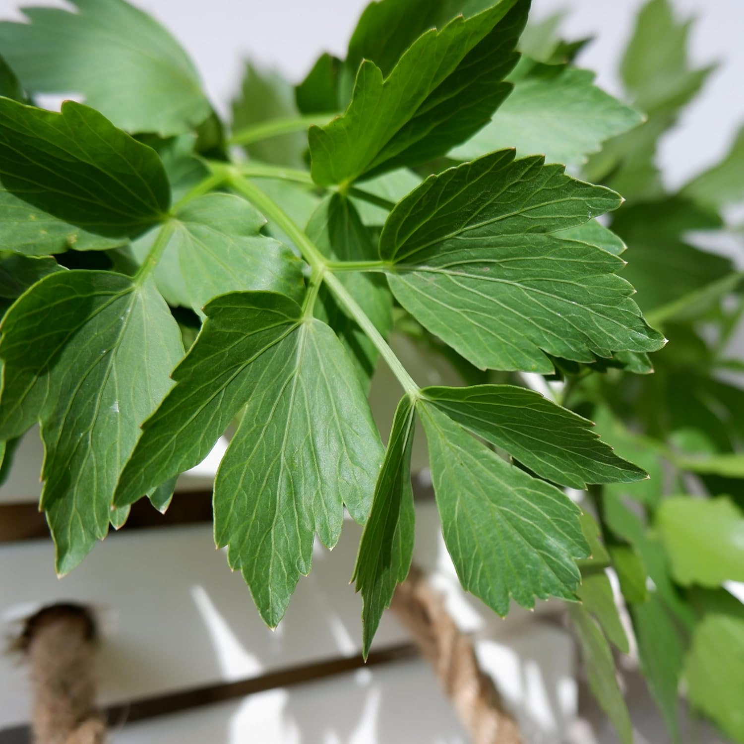 Lovage Seeds for Planting – Non-Gmo Heirloom & Untreated Herbs to Plant a Medici
