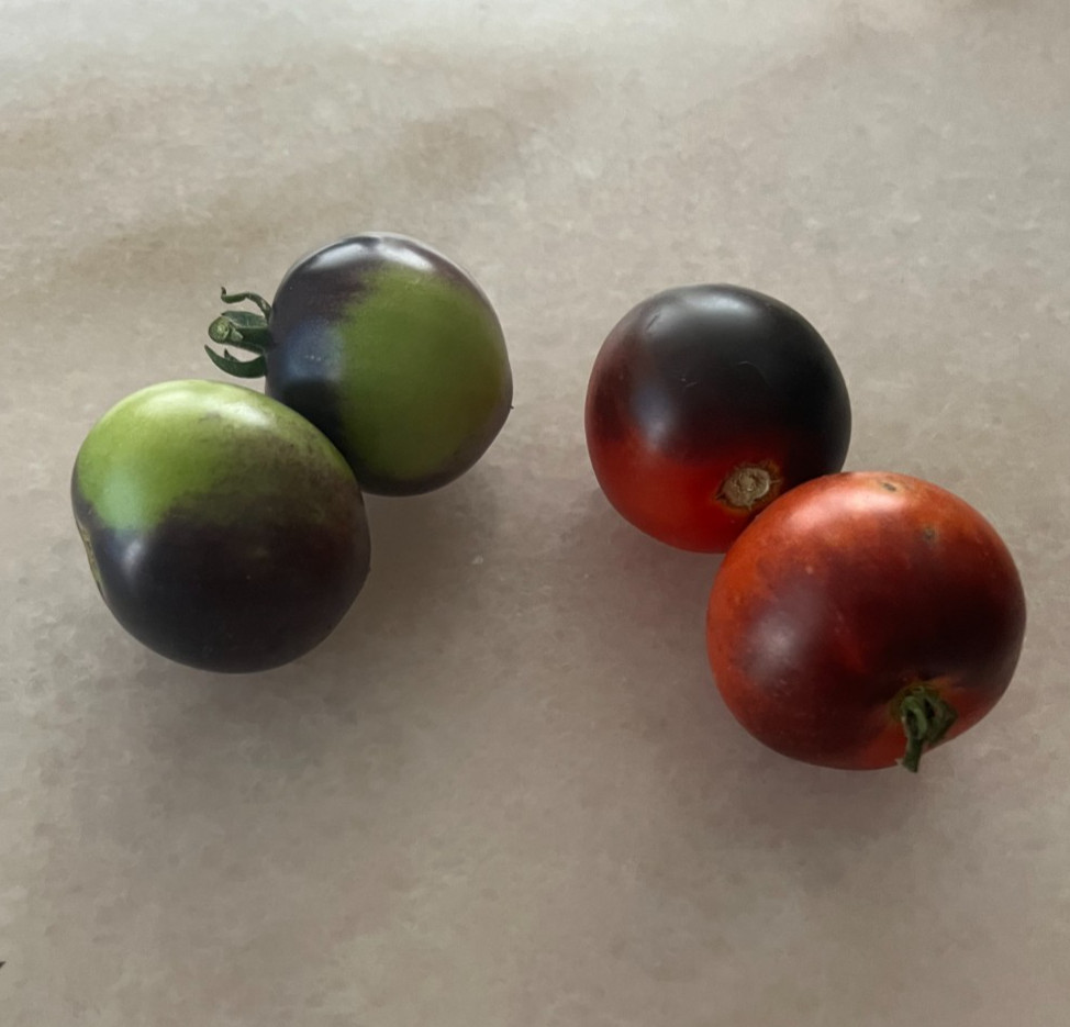 Heirloom Dwarf Tomatoes Blue Room-hydroponic, container, patio -Great Flavor
