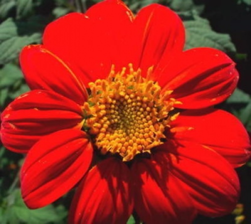 50 MEXICAN SUNFLOWER TORCH Tithonia Rotundifolia Flower Seeds *Flat S/H