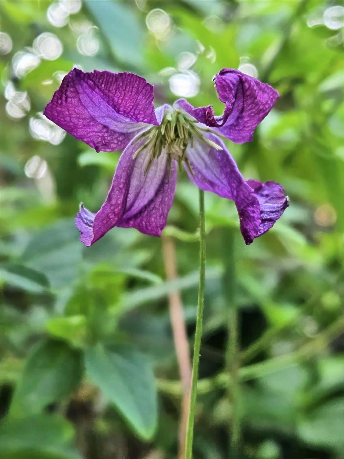 Purple Clematis viticella Seeds, Italian Leather Flower, Hardy – 4 Climber Vine