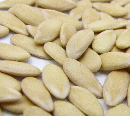 25+ –Hale’s Best –Heirloom Cantaloupe Seeds –Non-GMO — Free Shipping USA