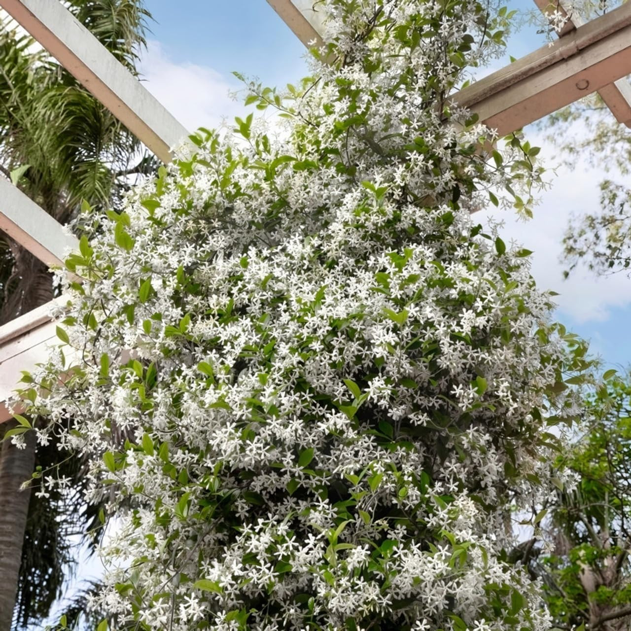 200+ Mixed Star Jasmine Flower Seeds — Non-GMO Climbing Jasmine Seeds Fragrant