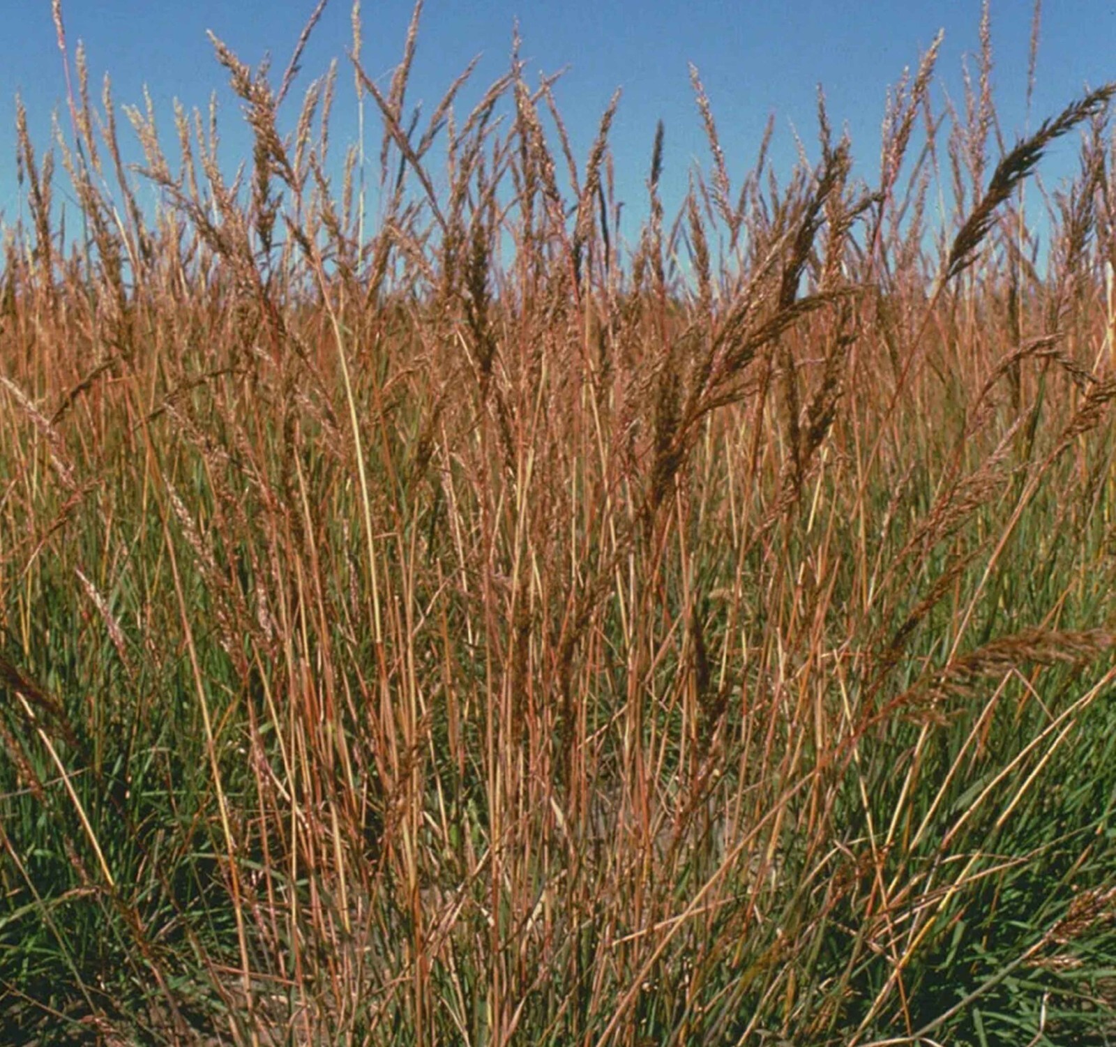 Indiangrass, Tall Perennial Native Grass Seed, Drought Tolerant, 1 lb Bag