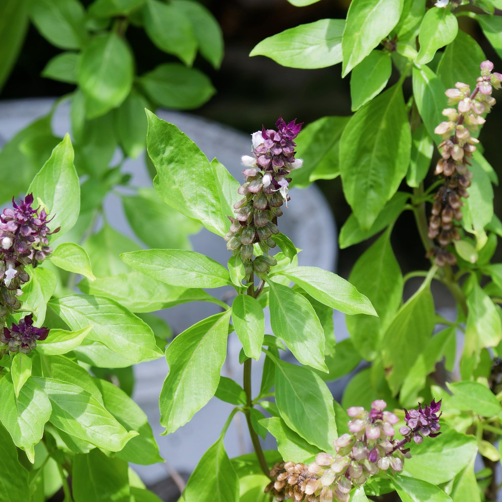 Basil Seeds for Planting – Non-GMO Thai Basil for Indoor/Outdoor Herb Garden