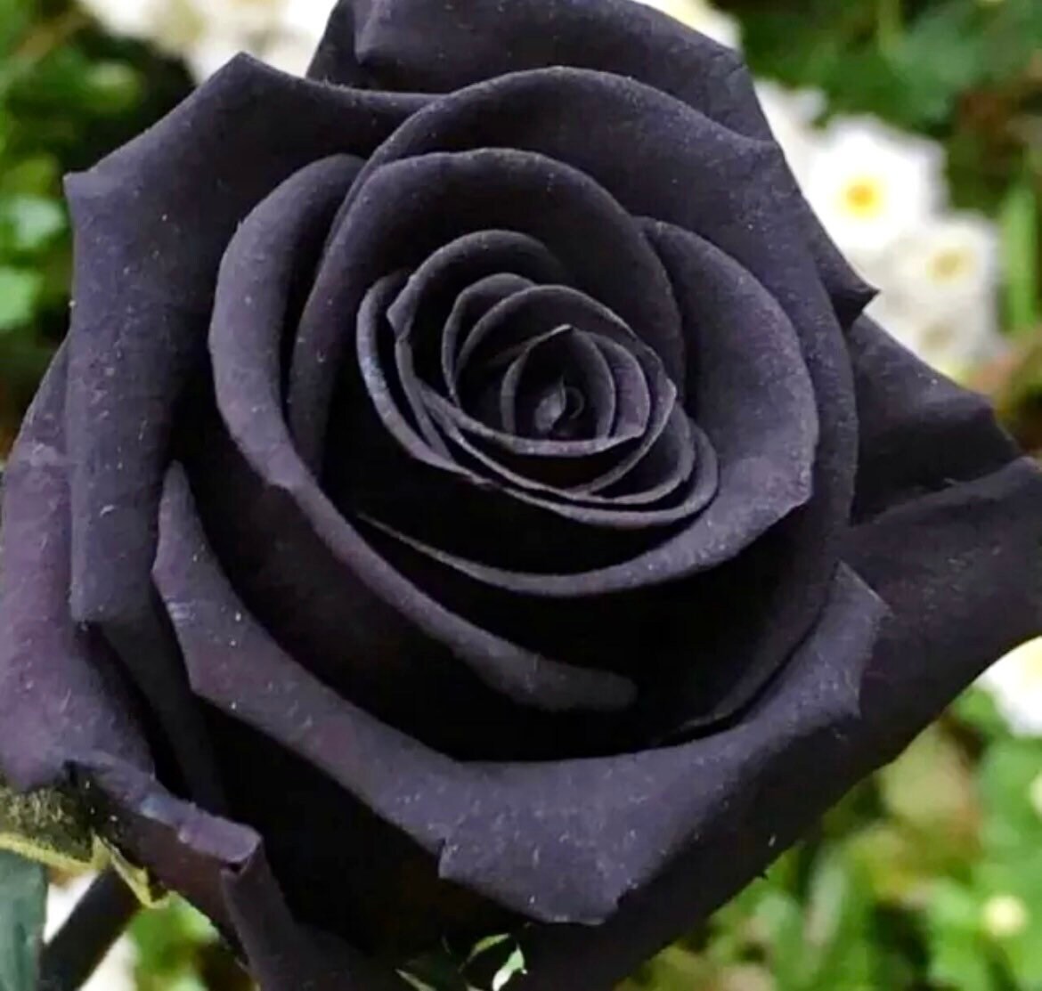 Black Magic Rose Seeds ~ Bacarra Rose ~ Almost Black Flowers ~ Exotic ~ Home ~