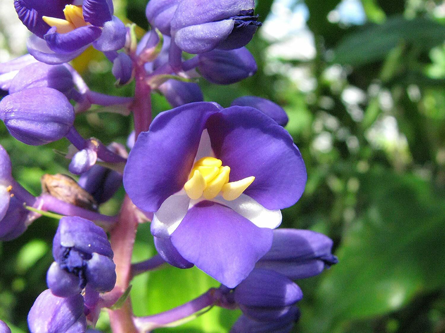 1 Hawaiian Blue Ginger Plant Root Easy to Grow