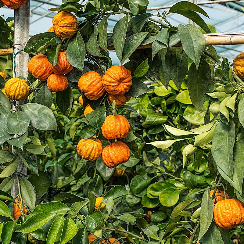 Rare BITTER ORANGE /citrus- 3 fresh cuttings, imported
