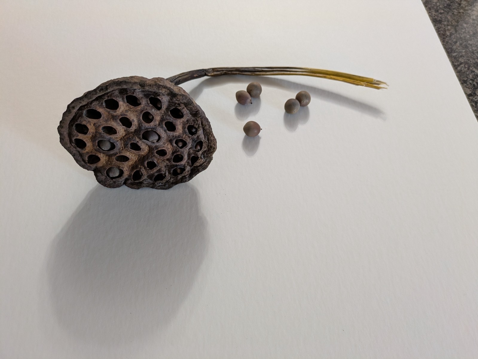 10 fresh lotus seed (Nelumbo Lutea) and 1 pods to grow in your pond, native