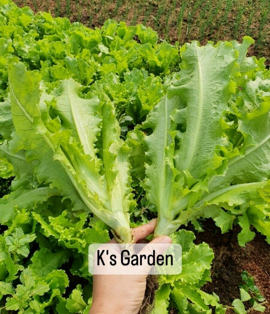 1000+PCS VIETNAMESE GREEN LETTUCE SEEDS, XÀ LÁCH XOĂN GIÒN |98% GERMINATION|