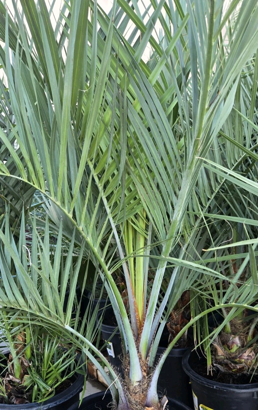 1 Jelly Pindo Palm Tree Plant (Butia capitata) Cold Hardy, 12+ Years, 52″ to 58″