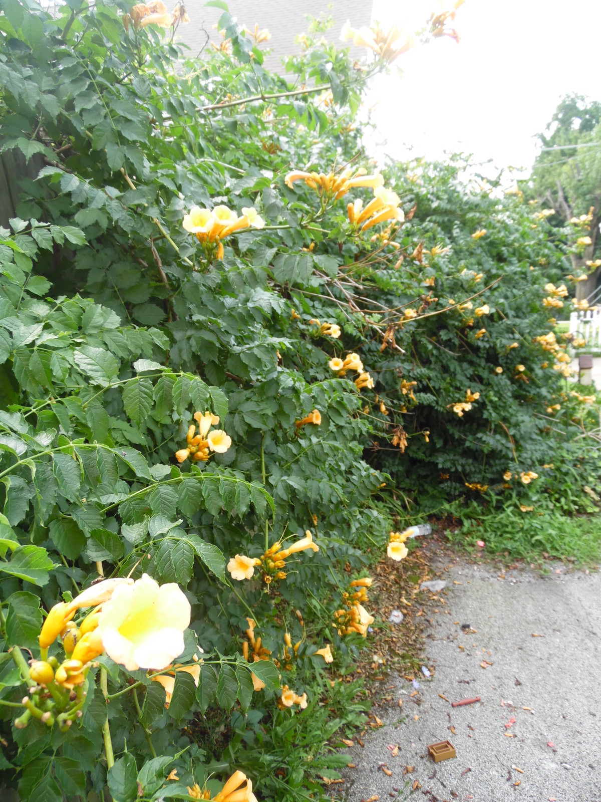 YELLOW Hummingbird Trumpet Vine Seeds! HARDY! Hummingbirds Love It!