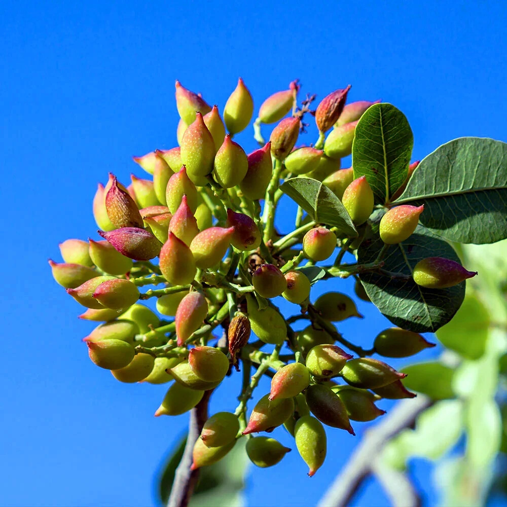 Pistachio Nut Tree Seeds (Pistacia vera) Hardy-Zone 7 Edible Garden Plant