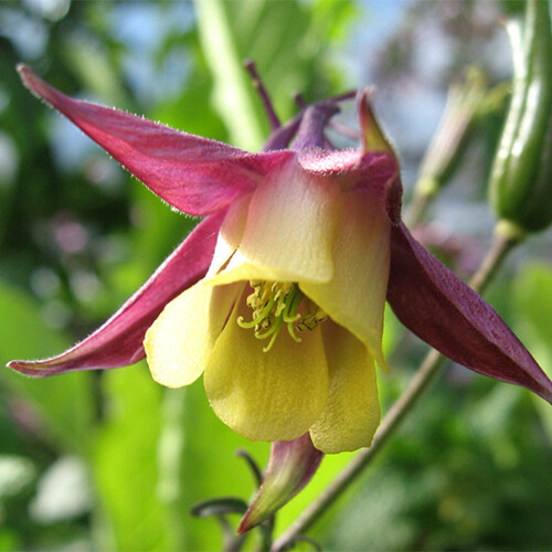 Oriental Columbine Seeds | Heirloom / Non-GMO | Free Shipping | Seed Store 1215