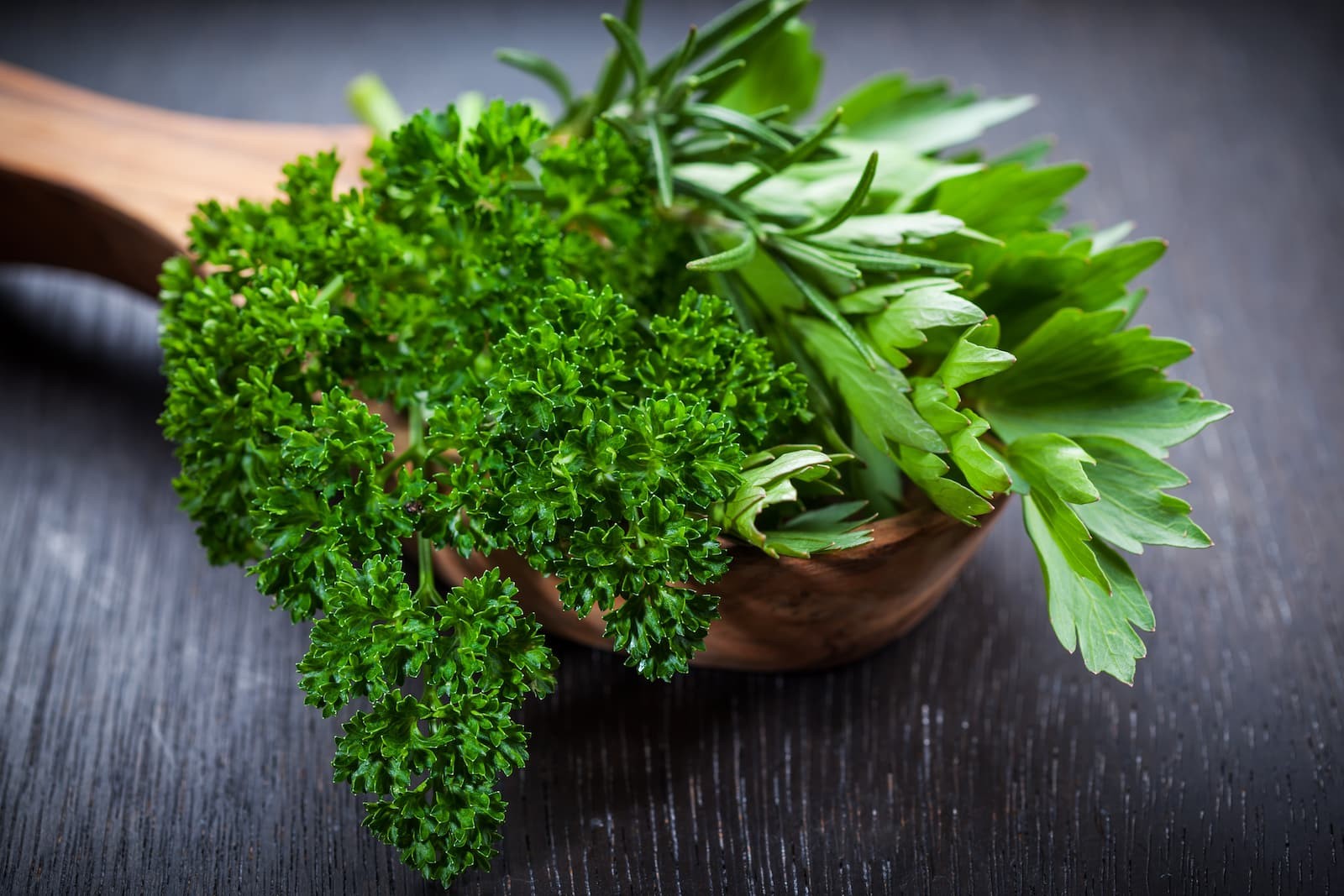 Triple Moss Curled Parsley Seeds | For Planting Curly Leaf Herb Garden Seed 2024