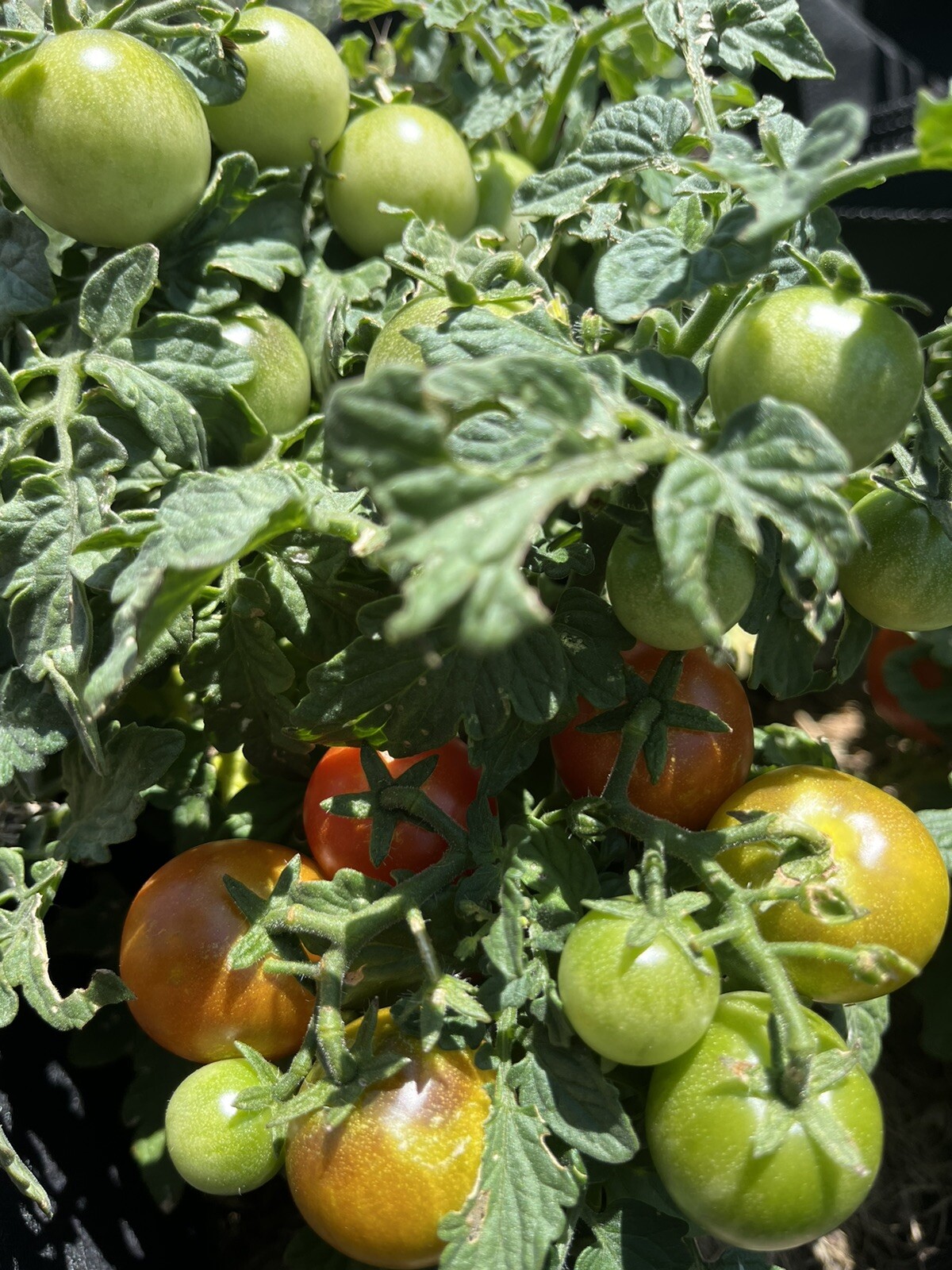 Heirloom Red Robin Tomato Seeds Micro-Dwarf Container, Hydroponic, 25 seeds