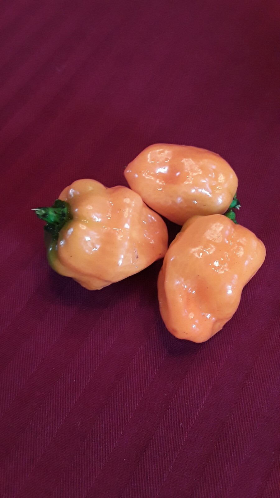 75 Large Orange Habanero Hot Peppers Seeds Fresh