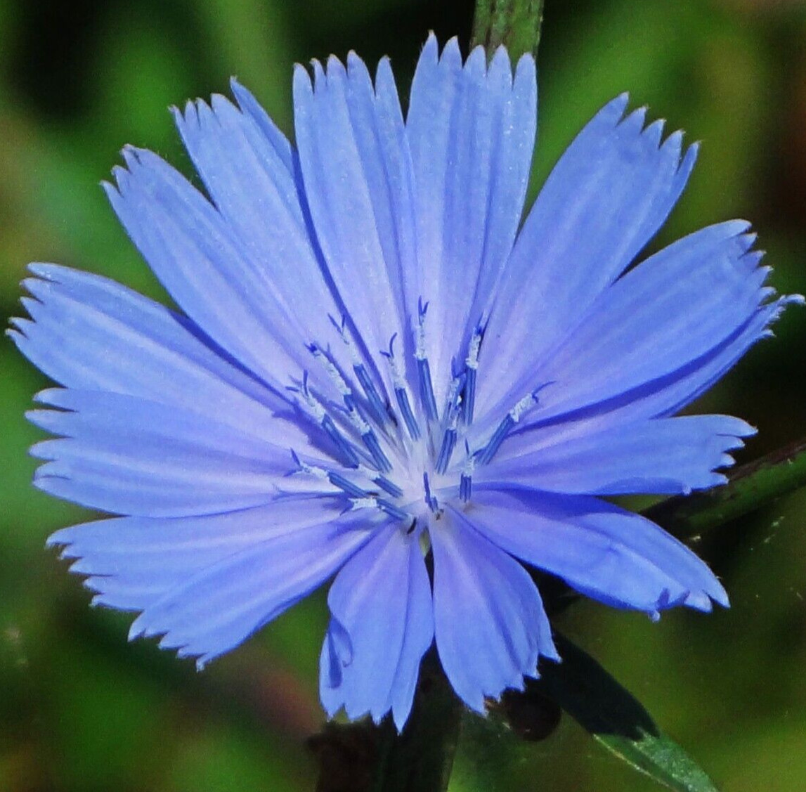 CHICORY SEEDS 600+ Chichorium Intybus blue PERENNIAL flower GARDEN FREE SHIPPING