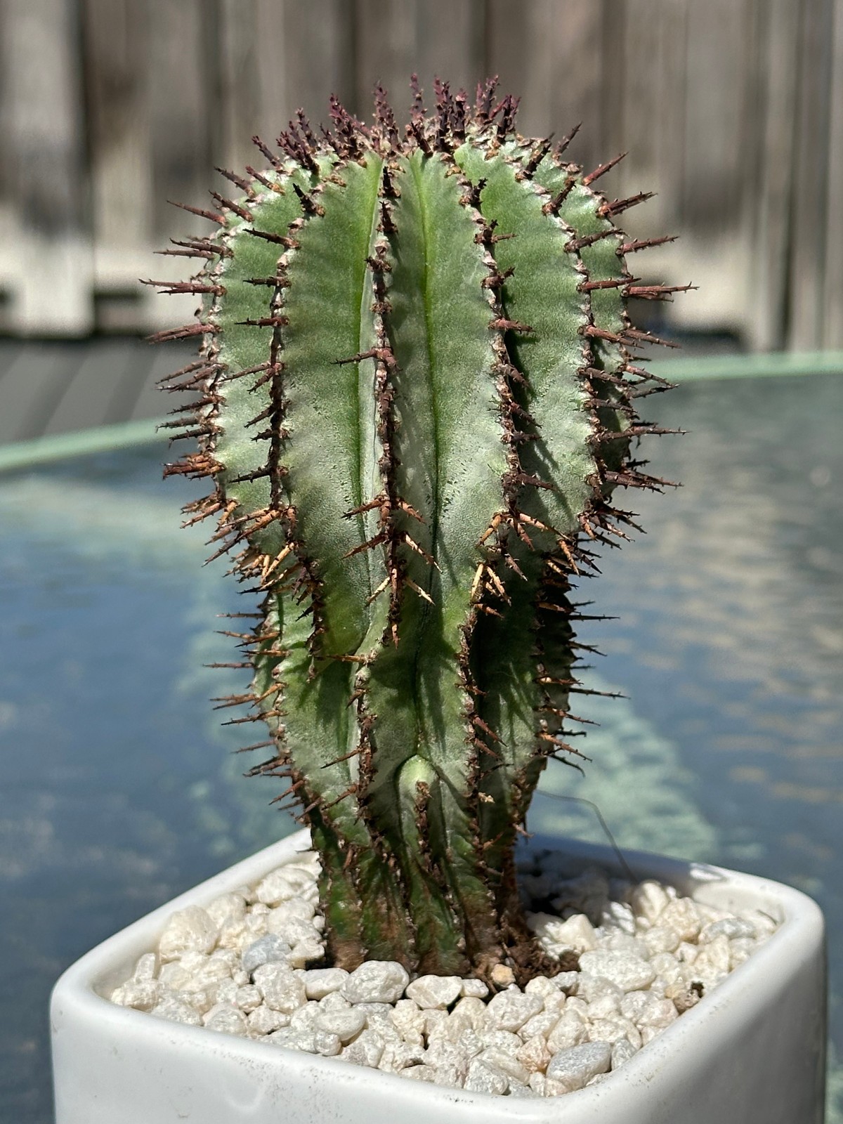 Euphorbia horrida Live African Milk Barrel Cactus in 4″ pot FREE SHIPPING