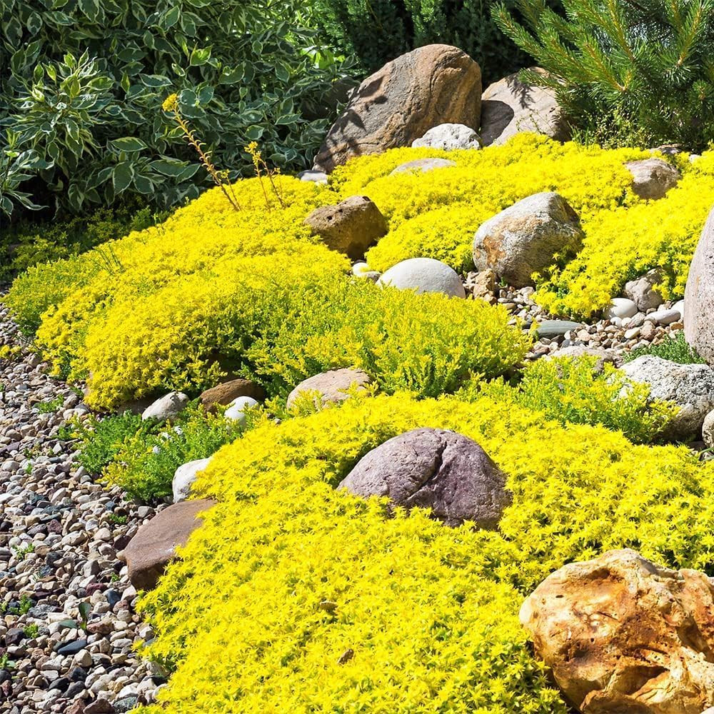 6000+ Mixed Creeping Thyme Seeds for Planting – Heirloom Flowers Perennial Thyme