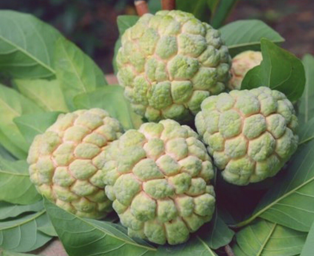 10 SEEDS ONLY Sugar Apple | Atis | Organic | SEEDS ONLY For Planting