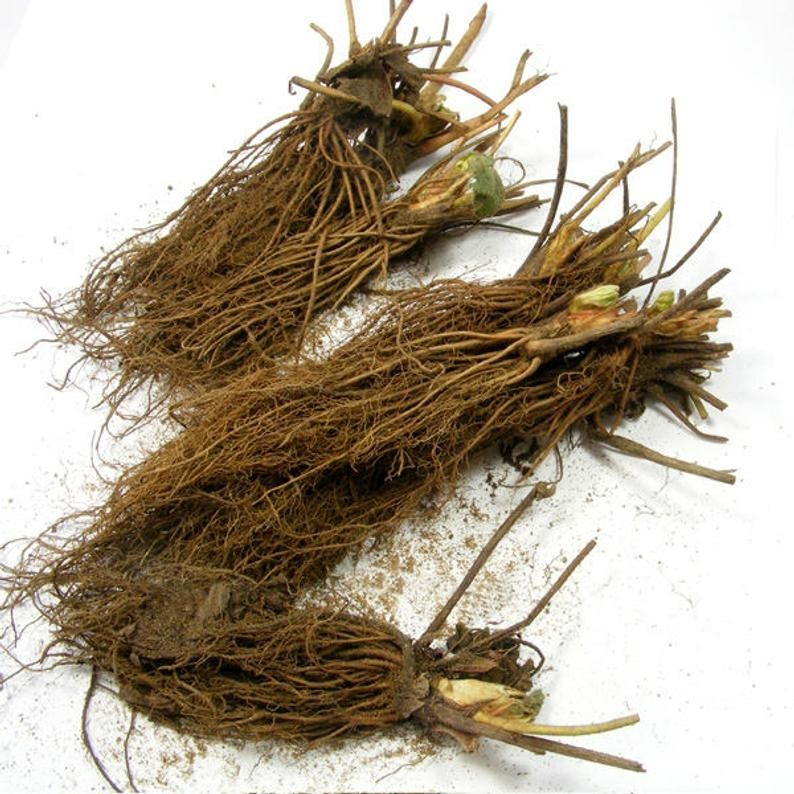 12 Strawberry Plants ” Jewel”-Superb Quality (Pack of 12 Bare Root)Zones: 4-9