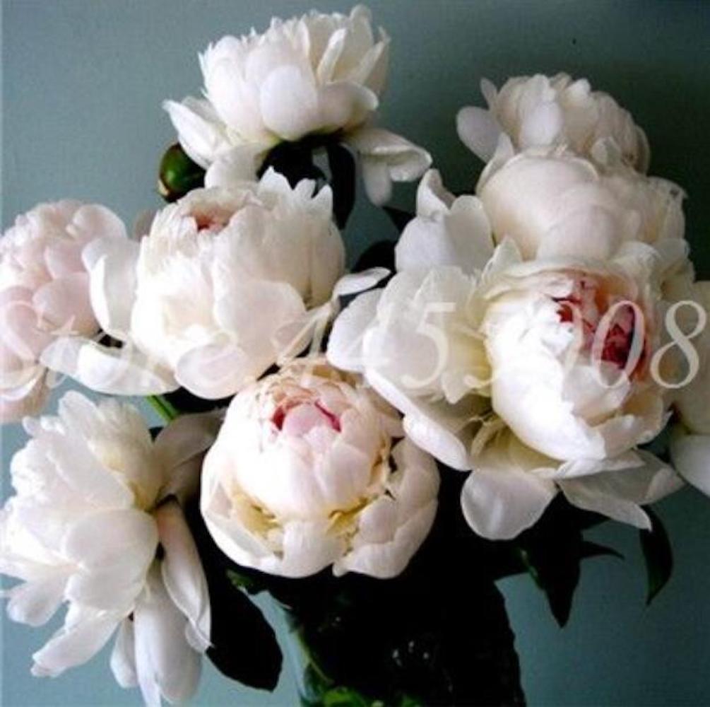 20 PEONIES FLOWER SEEDS rare exotic blossom bloom plant garden germination B