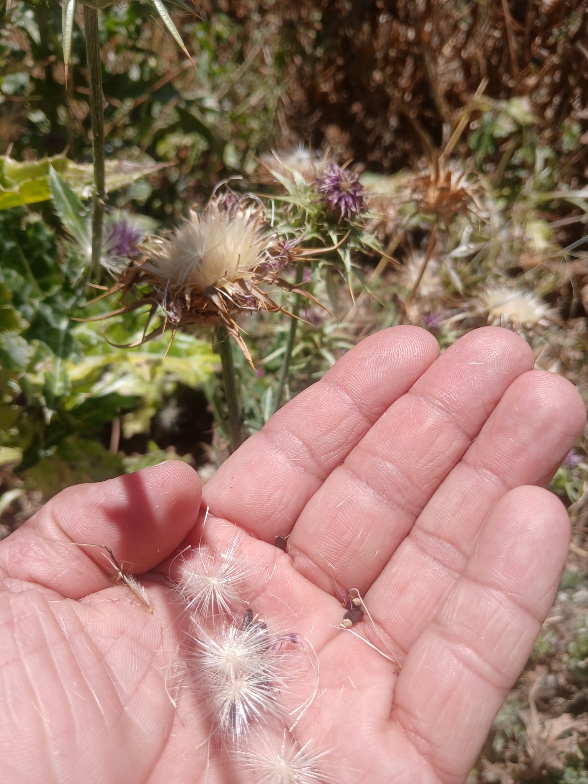Premium Milk Thistle Seeds (5g)–Hand Picked Fresh 2026-High Germination-Healthy