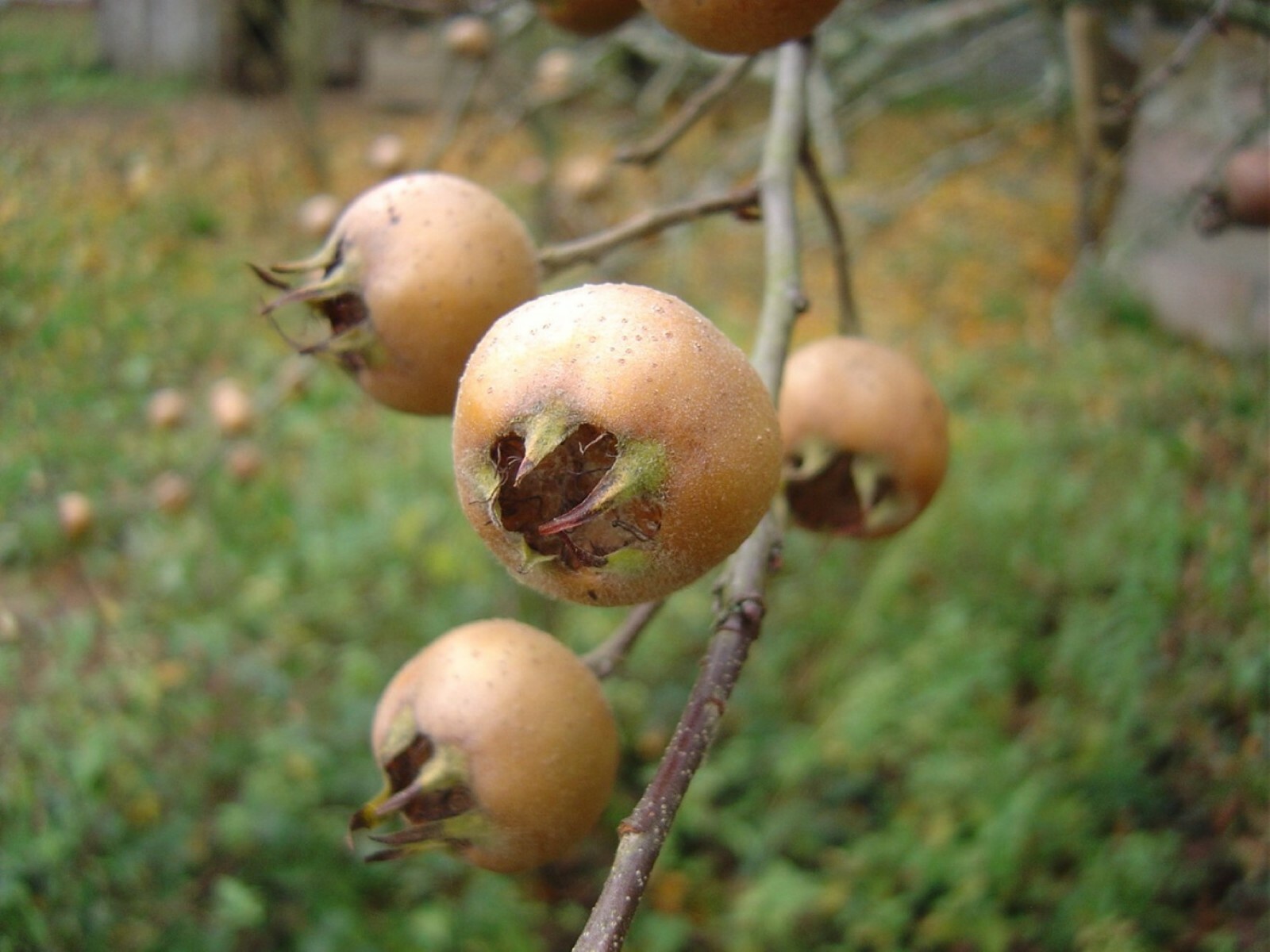 Breda Giant Medlar tree, Mespilus germanica, grafted 1 year old plant 1-2 ft.