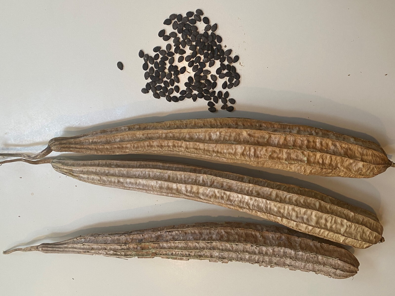 Luffa Seeds Angled Gourd Long Flesh 10 Luffa Seeds