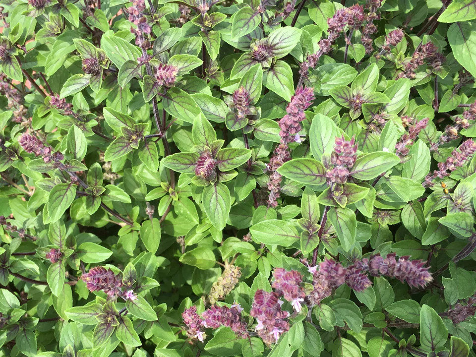 Persian Basil Seeds |Reyhan Middle Eastern Herb Planting Seed 2024 Fast Shipping