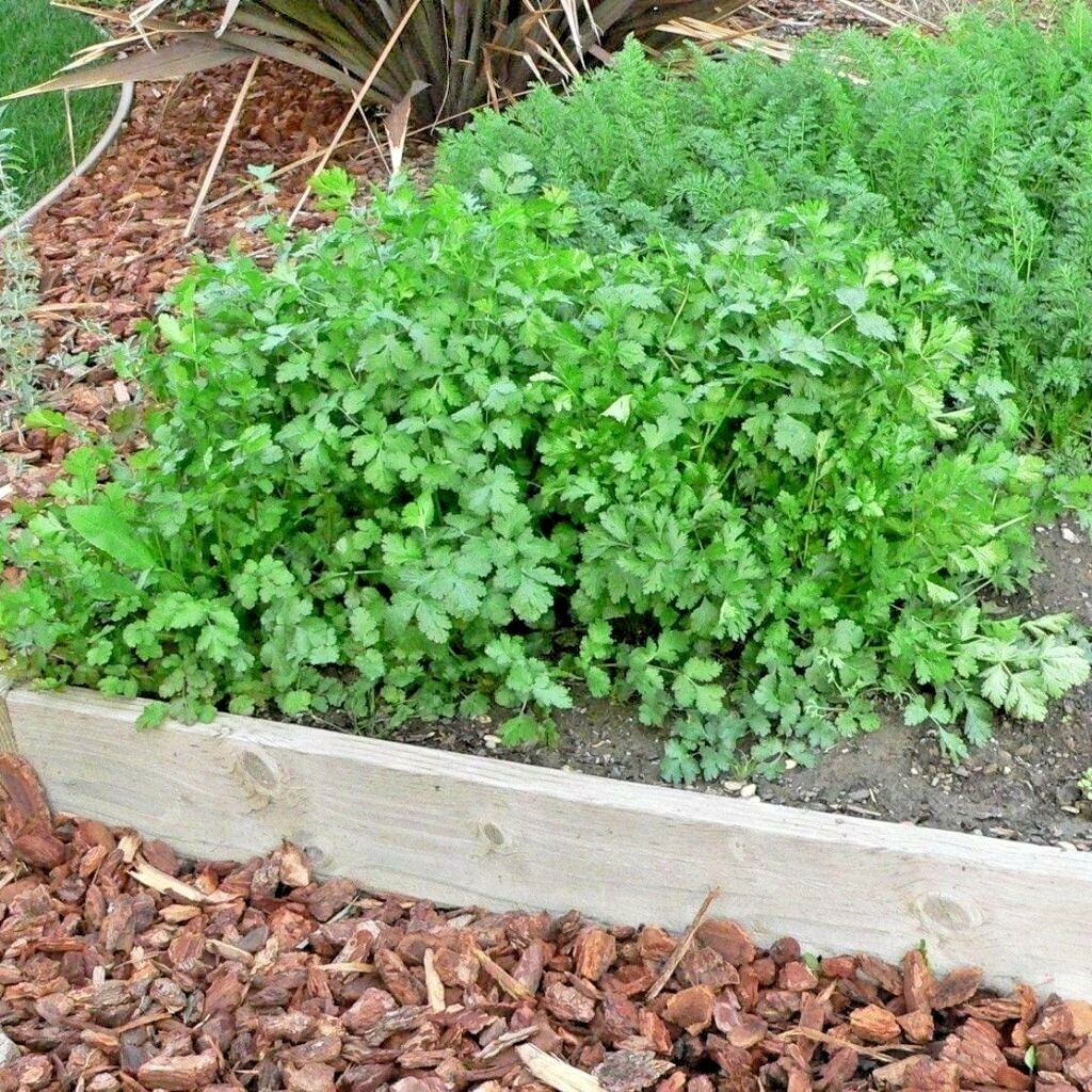 60+CILANTRO Seeds Coriander Salsa Tex Mex Kitchen Summer Garden Container Herb