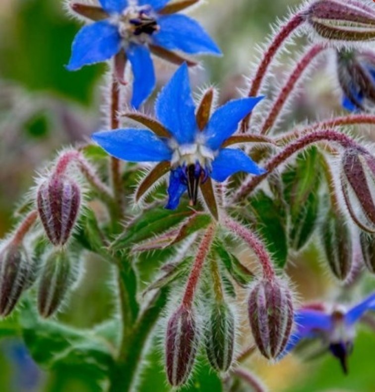 50+ Borage Seeds **Fresh Seeds** ~~Free Shipping~~
