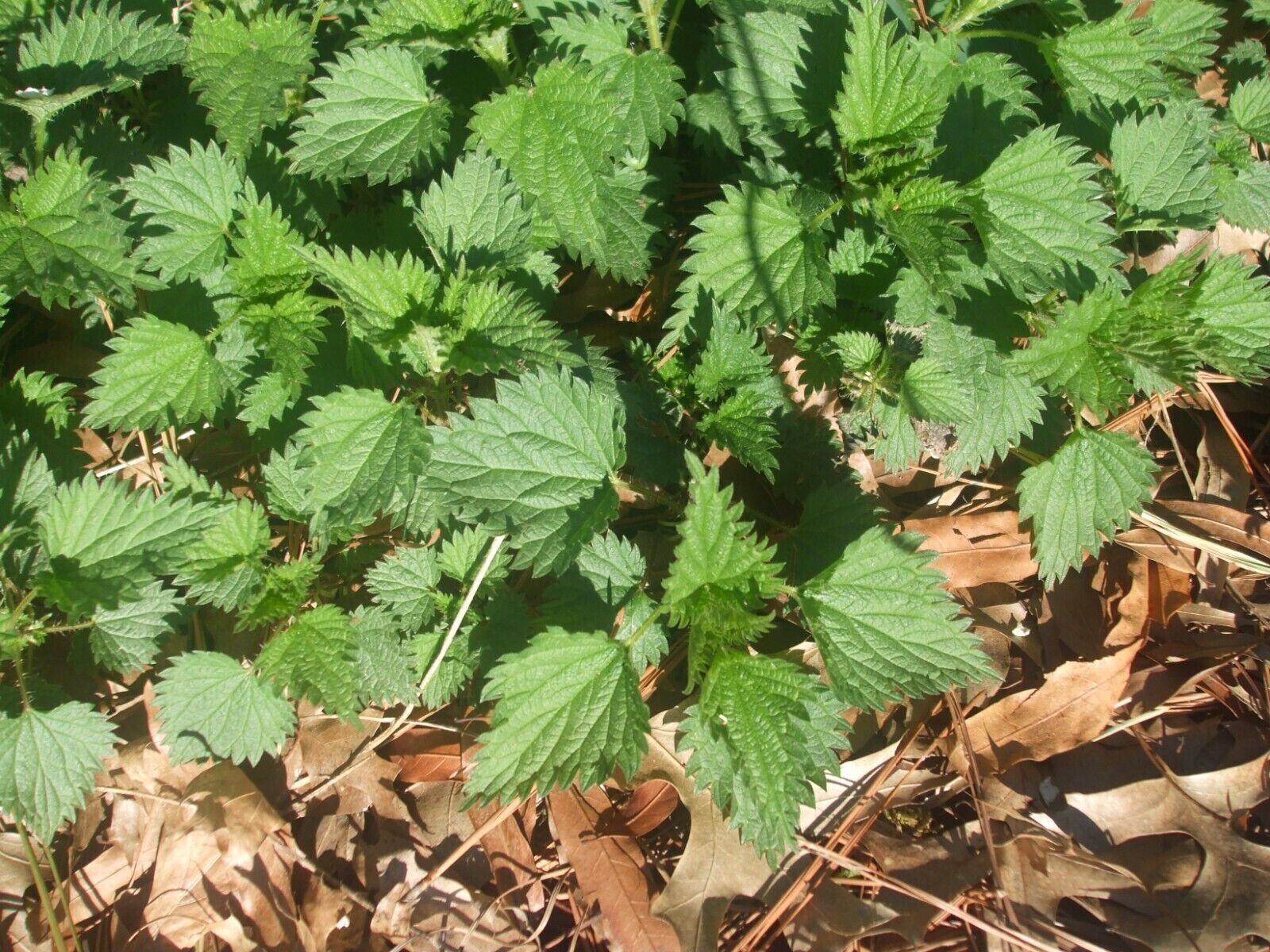 200 + Stinging Nettle / Urtica Dioica seeds – medicinal plant organically grown