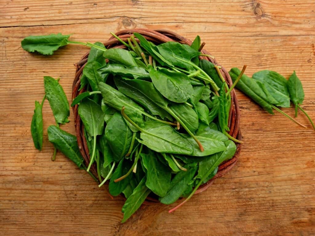 Large Leaf Sorrel Seeds | Roselle Sour Asian Jamaican Rau Chua Herb Seed 2024