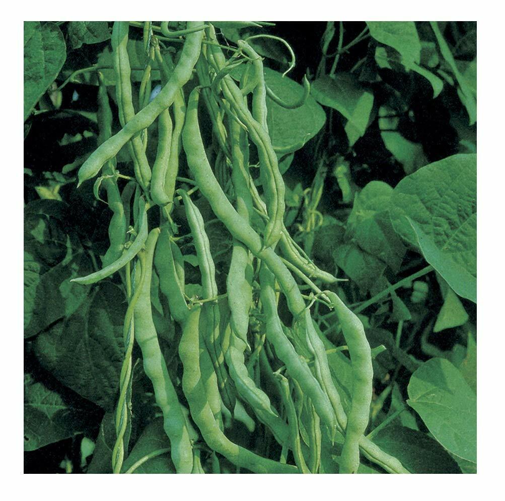 Kentucky Wonder 125, Bush Green Bean Seeds, NON-GMO, FREE SHIPPING