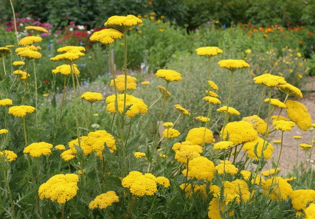 Gold Yarrow Flower Seeds Yellow Achillea Millefolium Herb (1000 to 100,000)