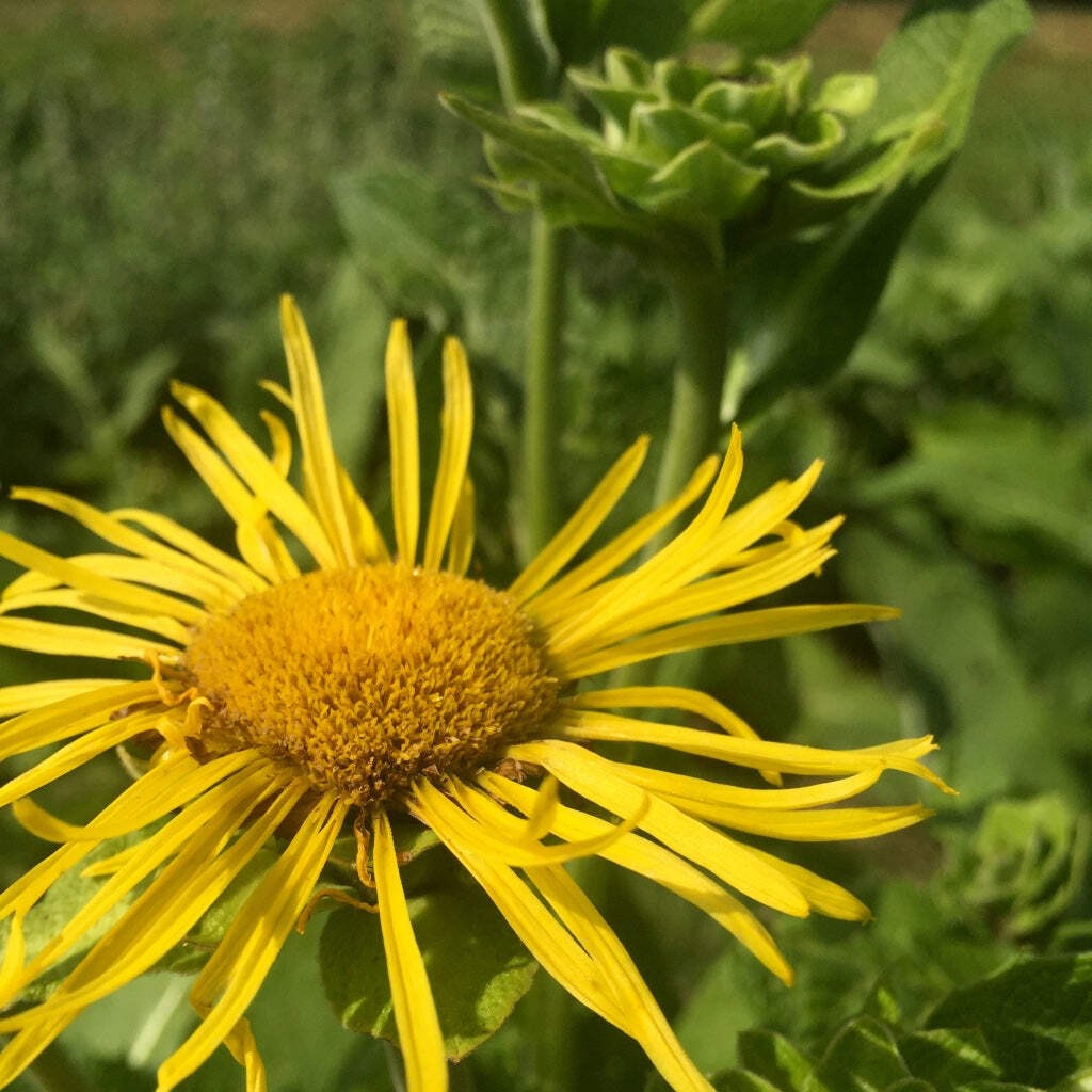 Elecampane Seeds (Inula helenium) ~Traditional Herb Perennial Pollinator Garden