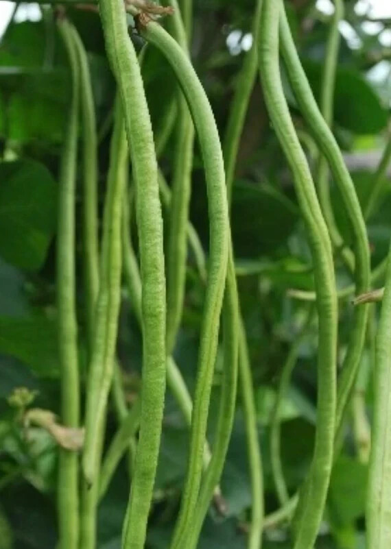 You Fong Wong Yard Long Bean Seeds (25) / EXTREMELY RARE / BLACK SEEDS