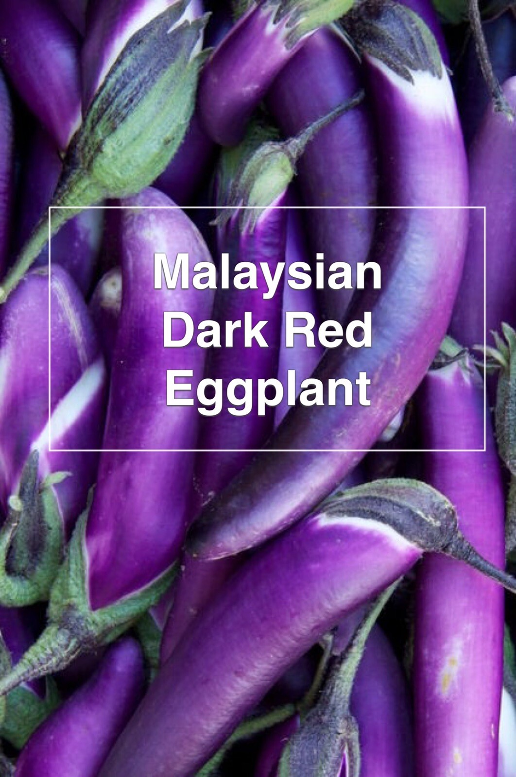RARE✿ Heirloom Malaysian Dark Red Eggplant Seeds 15ct ● Non-bitter