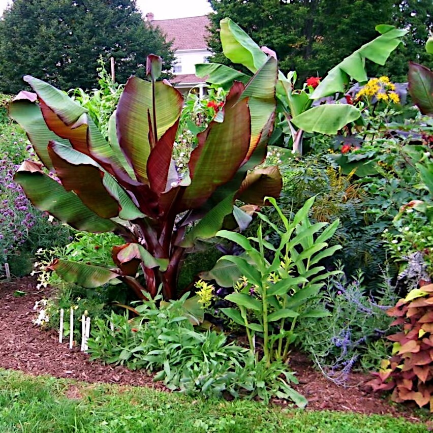 5 Red Abyssinian (Musa Ensete ventricosum) False Banana Plant Tree Seeds RARE