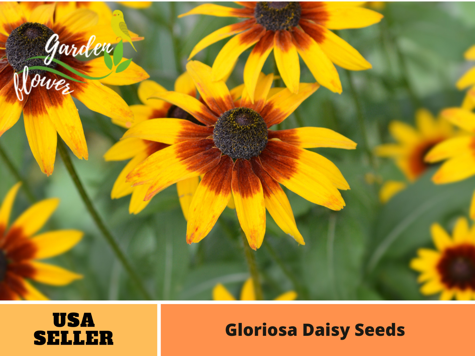100 Seeds| Gloriosa Daisy Seeds #N005